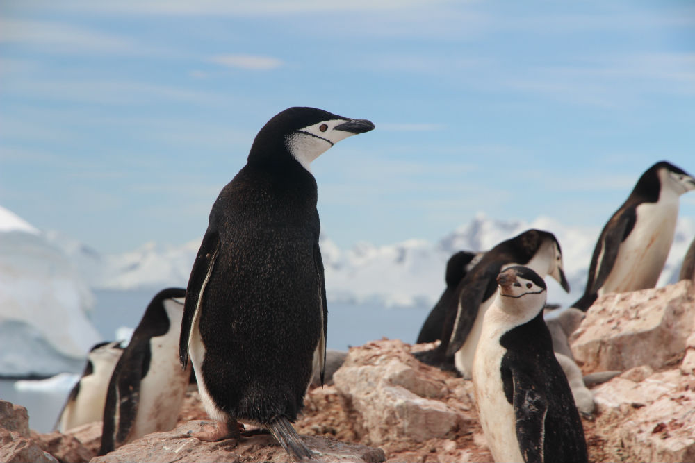 Фото: Пингвины